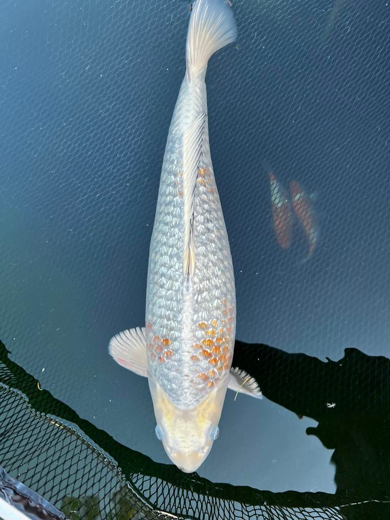 Marusei Kogane Ochiba, Karper of Koi