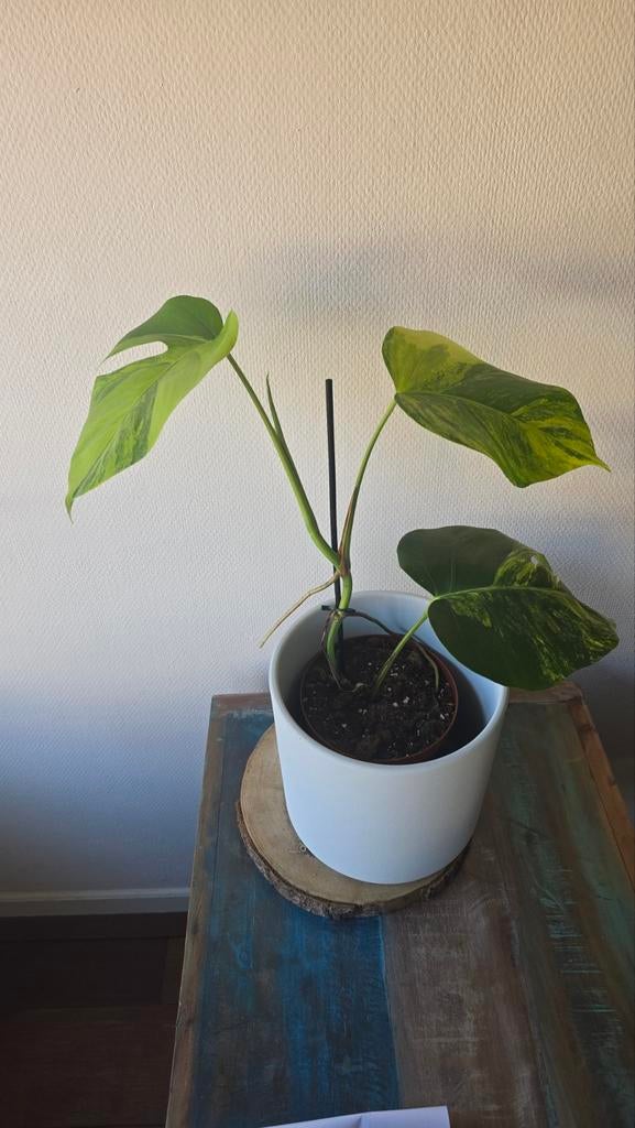 Monstera Aurea variegata, Huis en Inrichting, Kamerplanten, Ophalen, Halfschaduw, Minder dan 100 cm