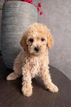 Maltipoo pups Maltezer x toy poedel, Overige rassen, 8 tot 15 weken, Parvo, Meerdere