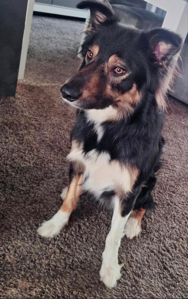 Border Collie reu, Reu, 1 tot 2 jaar, Collie, Eén hond