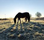 KOM JIJ OPLADEN TUSSEN DE WEIDEDIEREN?, Vacatures, Overige uren, Overige niveaus, Starter, Overige vormen