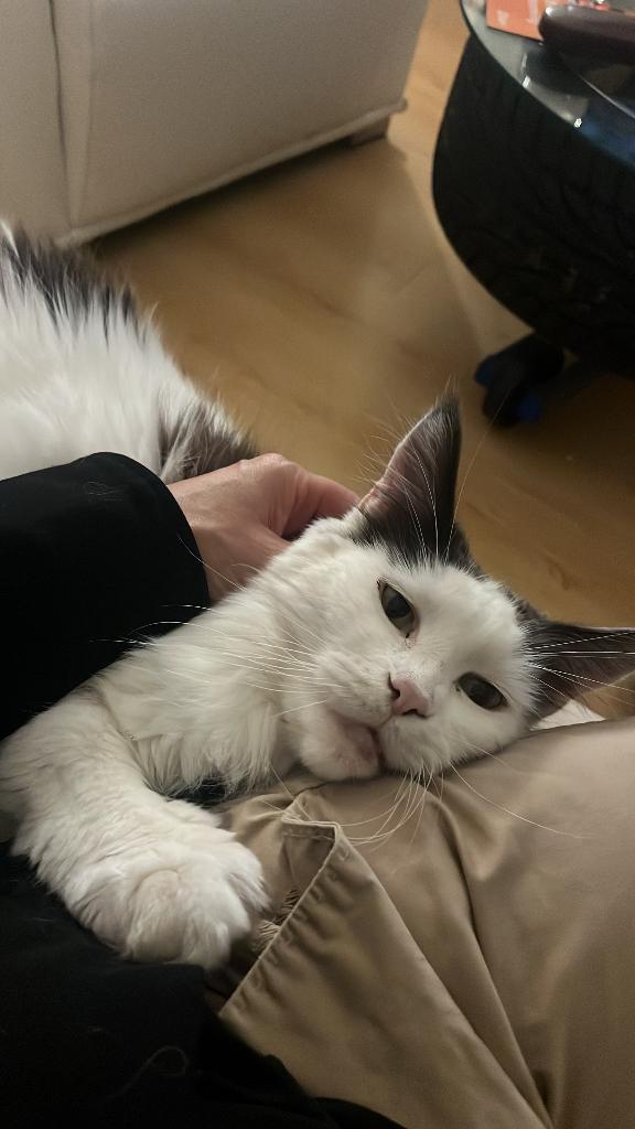 Maine Coon, Poes, Met stamboom, 3 tot 5 jaar