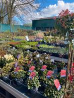 Betty's Greenhouse: Planten, Heesters, Fruitbomen & meer, Ophalen, Vaste plant, Fruitplanten, Halfschaduw