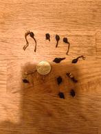 alocasia gageana variegata knollen, Huis en Inrichting, Kamerplanten, Overige soorten, Minder dan 100 cm, Groene kamerplant, Halfschaduw