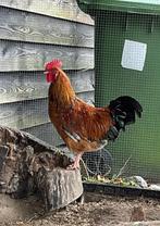 Mooie jonge Welsumer haan, Dieren en Toebehoren, Pluimvee, Mannelijk, Kip