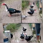 Zeer tamme kaapse eenden muskus eenden , man, Dieren en Toebehoren, Pluimvee, Mannelijk, Eend