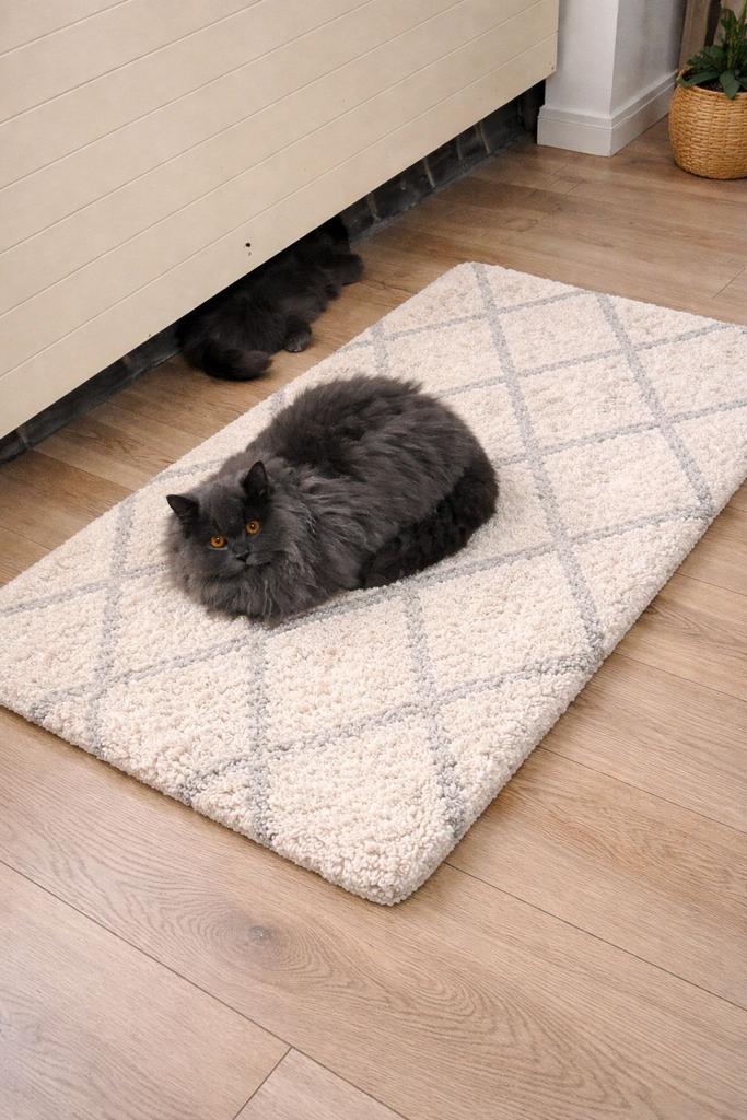 Britse korthaar en langhaar, Dieren en Toebehoren, Katten en Kittens | Raskatten | Korthaar, Kater