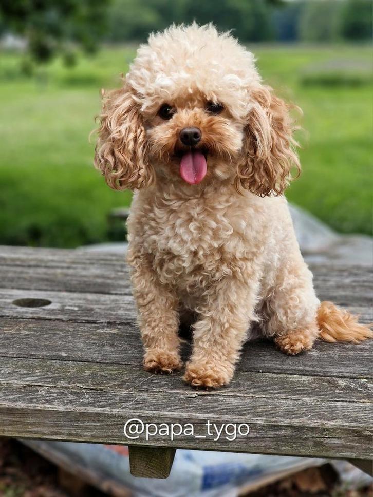 Toypoedel dekreu abrikoos 2 kg 23 cm. Echt klein & prachtig!, Dieren en Toebehoren, Honden | Dekreuen, Reu, Particulier, Eén hond