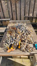 Grote hoeveelheid verse palmzaden Trachycarpus, Ophalen of Verzenden, Voorjaar, Volle zon, Zaad