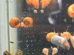 Posthoornslakken, Dieren en Toebehoren, Vissen | Aquariumvissen, Slak of Weekdier