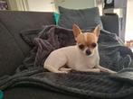 Chihuahua teefje 3 jaar oud rustig hondje, Dieren en Toebehoren, Rabiës (hondsdolheid), Teef, Eén hond, Chihuahua