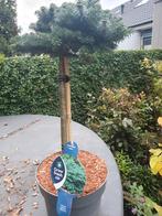 Abies koreana 'Brillant' C7.5 40cm Stam conifeer Dwerg-Den, Tuin en Terras, Overige soorten, Volle zon, Vaste plant, Ophalen of Verzenden