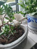 prachtige antieke glazen zwaan op clip glasvezel vleugel, Diversen, Kerst, Ophalen of Verzenden, Gebruikt