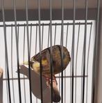 Gloster kanarie kuif man 2024 groenbont, Dieren en Toebehoren, Vogels | Kanaries, Mannelijk, Postuurkanarie