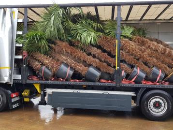 Winterharde palmbomen bestel je in de Brabantpalm webshop !