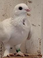 Griekse vliegmeeuwtjes,, Dieren en Toebehoren, Vogels | Parkieten en Papegaaien, Meerdere dieren, Parkiet