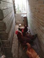 Legkippen plus haan(en) te koop., Dieren en Toebehoren, Pluimvee, Meerdere dieren, Kip