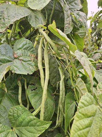 Spekbonen te koop mooie volle bonnen € 3,50 per kilo. beschikbaar voor biedingen