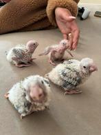 Baby pyrhurra 6 stuks pine appel, Dieren en Toebehoren, Vogels | Parkieten en Papegaaien, Geslacht onbekend, Papegaai