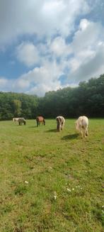 We hebben nog 1 plekje vrij in onze fijne kudde, Dieren en Toebehoren, Stalling en Weidegang, 1 paard of pony