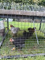 Cochin hennen en hanen, Dieren en Toebehoren, Pluimvee, Meerdere dieren, Kip