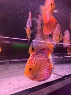 20% korting op gehele assortiment discus vissen, Dieren en Toebehoren, Vissen | Aquariumvissen, Vis, Zoetwatervis
