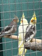 baby valkparkieten, Dieren en Toebehoren, Vogels | Parkieten en Papegaaien, Meerdere dieren, Parkiet