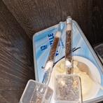 Tetramorium semilaeve 1q 750+w | mieren ants mierenkolonie, Dieren en Toebehoren, Insecten en Spinnen, Mieren
