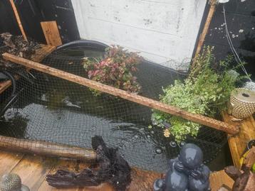 Moet weg!! alles in 1 koop 6 koi karpers en 2 shubunkin beschikbaar voor biedingen