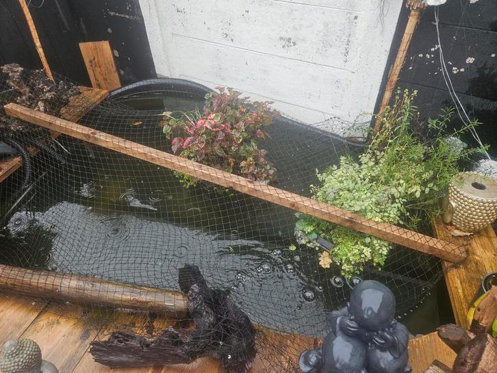 Moet weg!! alles in 1 koop 6 koi karpers en 2 shubunkin, Dieren en Toebehoren, Vissen | Vijvervissen, Karper of Koi