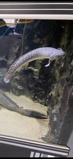 ornate bichir / Polypterus Ornatipinnis Kwastvinsnoek, Dieren en Toebehoren, Vis