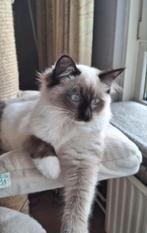 Knuffelige ragdoll kittens. Katertjes, Meerdere dieren, Met stamboom, 0 tot 2 jaar