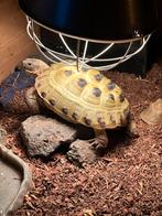 Partner gezocht! Voor Horsfielddi, Dieren en Toebehoren, Schildpad, Tam, 11 jaar of ouder