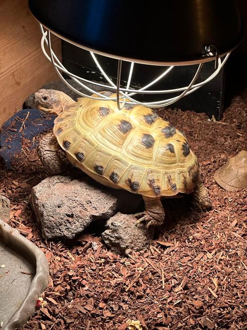 Partner gezocht! Voor Horsfielddi, Dieren en Toebehoren, Reptielen en Amfibieën, Schildpad, 11 jaar of ouder, Tam