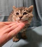 Katertje gecastreerd Selkirk rex korthaar kruising, Dieren en Toebehoren, Kater, Kortharig, 0 tot 2 jaar