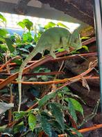 Yemen kameleons vrouw + man met terrariums en techniek, Dieren en Toebehoren, Hagedis, Met terrarium, 0 tot 2 jaar
