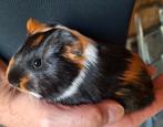 Cavia Beertje, Dieren en Toebehoren, Knaagdieren, Cavia, Mannelijk, Tam, September