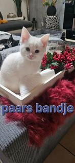 Mooi lieve kittens, moeder half Turkse angora en vader half, Meerdere dieren