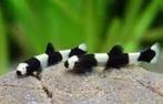 Yaoshania pachychilus – Panda Modderkruiper 2-4 cm, Dieren en Toebehoren, Vissen | Aquariumvissen, Vis, Zoetwatervis