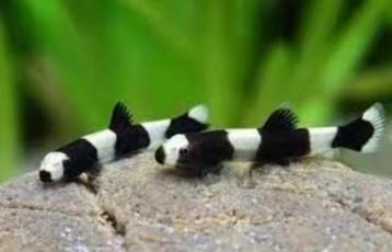 Yaoshania pachychilus – Panda Modderkruiper 2-4 cm beschikbaar voor biedingen