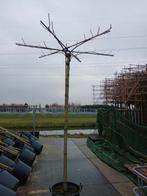 dak plantaan, Tuin en Terras, Overige soorten, Lente, Ophalen, Volle zon