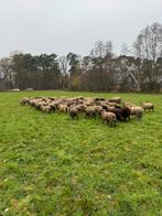 64 weidelammeren ooien ooilammeren, Dieren en Toebehoren, Vrouwelijk, Schaap