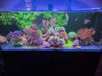 Waterbox 65.4 AIO 120cm zeeaquarium compleet., Ophalen, Gevuld zeewateraquarium