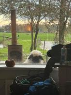 Walliser schwarznase ooi lam., Dieren en Toebehoren, Schapen, Geiten en Varkens, Vrouwelijk, Schaap