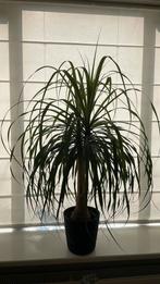 Prachtige kamerplant, olifant poot, Huis en Inrichting, Ophalen of Verzenden, Halfschaduw