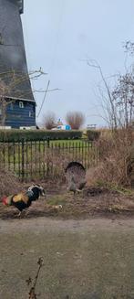 Pauwen (blauw), Dieren en Toebehoren, Pluimvee