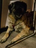 Hermine Ter Adoptie, Dieren en Toebehoren, Particulier, Rabiës (hondsdolheid), Buitenland, Teef