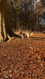 Cocker Spaniel Reu, 6 jaar of ouder, Reu, Eén hond, Spaniël