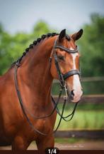 Leermeester ruin bomproof Z2 niveau, Dieren en Toebehoren, Paarden, ZZ, Gechipt, Ruin, Dressuurpaard