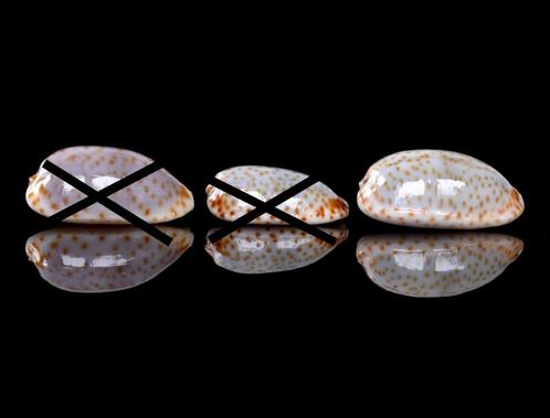 Schelpen: Cypraea irrorata 10,4-12,1mm, Per stuk, Verzamelen, Mineralen en Fossielen, Schelp(en), Ophalen of Verzenden